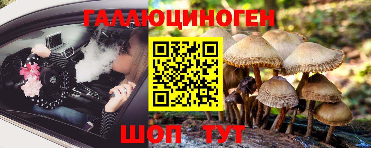 Горно-Алтайск  Псилоцибиновые грибы Psilocybine cubensis  Вход с VPN 