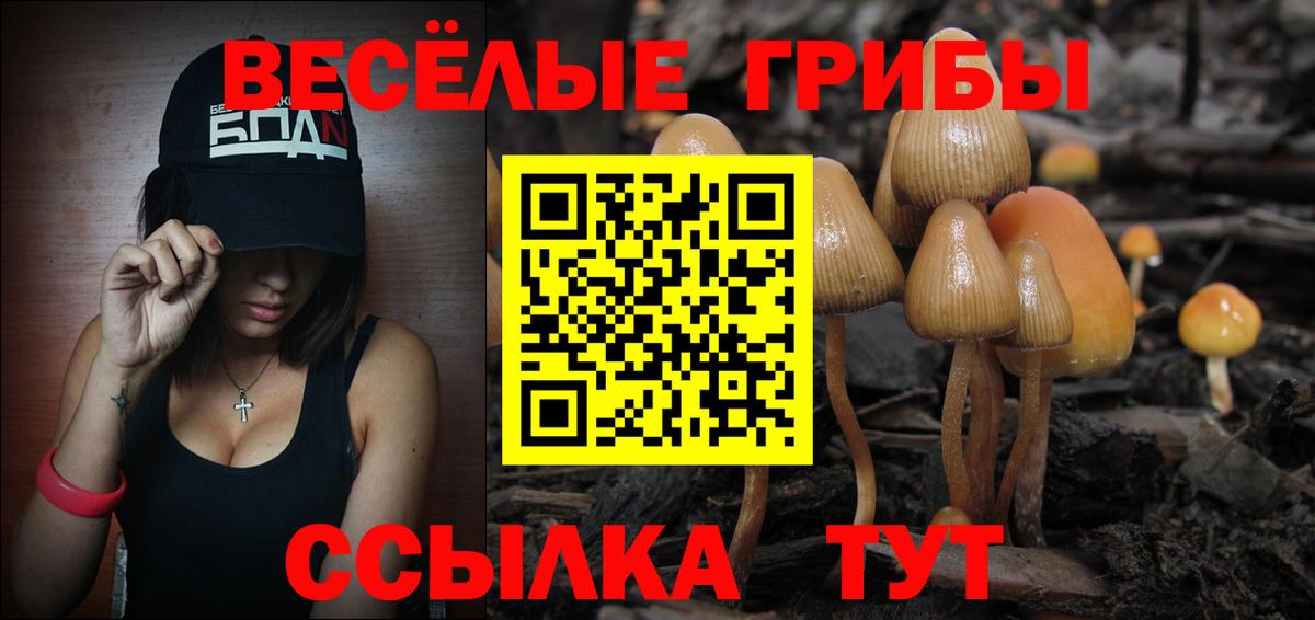 Псилоцибиновые грибы мицелий Горно-Алтайск